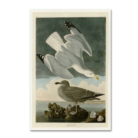 Audubon 'Herring Gullplate 291' Canvas Art,22x32